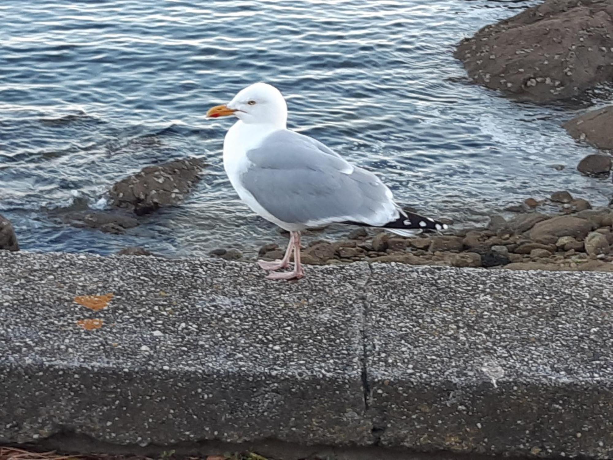 Appartement Au cœur de Concarneau Extérieur photo